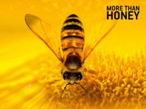 More-than-honey