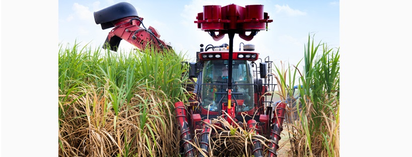 sela-bio-oekonomie-zuckerrohr