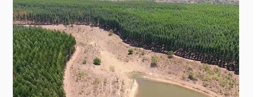 sela-eukalyptus-monokultur