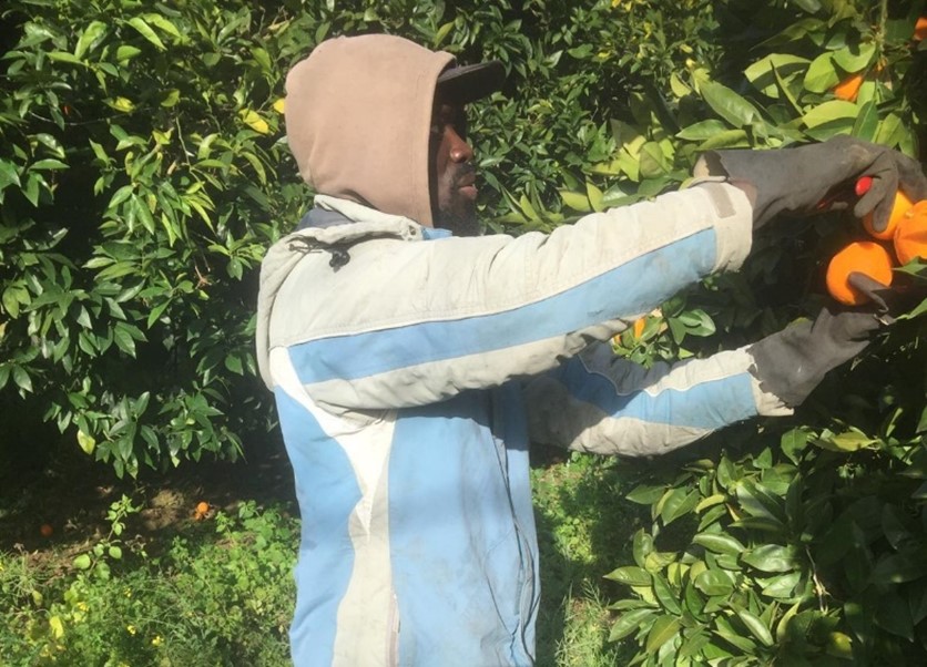 gefluechtete-auf-rosarnos-plantage